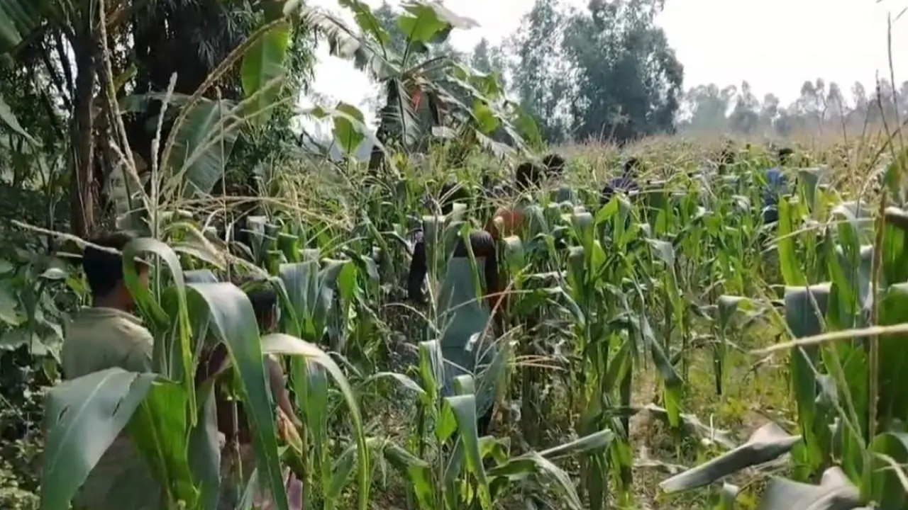 নিখোঁজের একদিন পর ভুট্টা ক্ষেতে মিলল শিশুর বস্তাবন্দি মরদেহ
